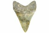 Serrated, Fossil Megalodon Tooth - North Carolina #363719-1